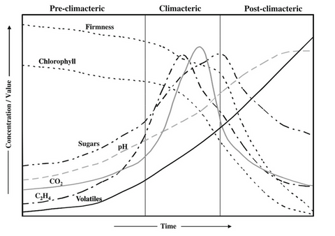Climacteric process of ripening